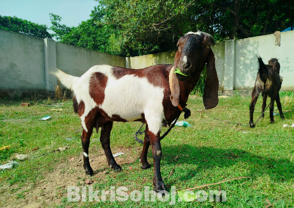 উন্নত মানের তোতা ক্রস ছাগল